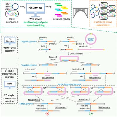 GEDpm-cg: Genome Editing Automated Design Platform for Point Mutation Construction in Corynebacterium glutamicum